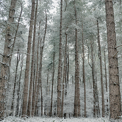Bons d'Etat – émission du 4 décembre 2025 – Coupon