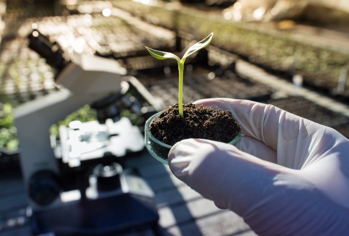 Plante en germination dans une boîte de Petri