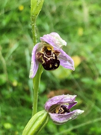 Ophrys Apifera