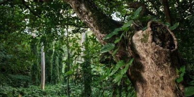 bos - photo de Trac Vu via Unsplash