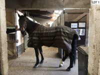 Paard