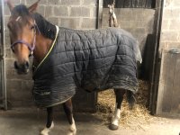 Paard