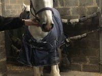 Paard