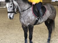 Paard